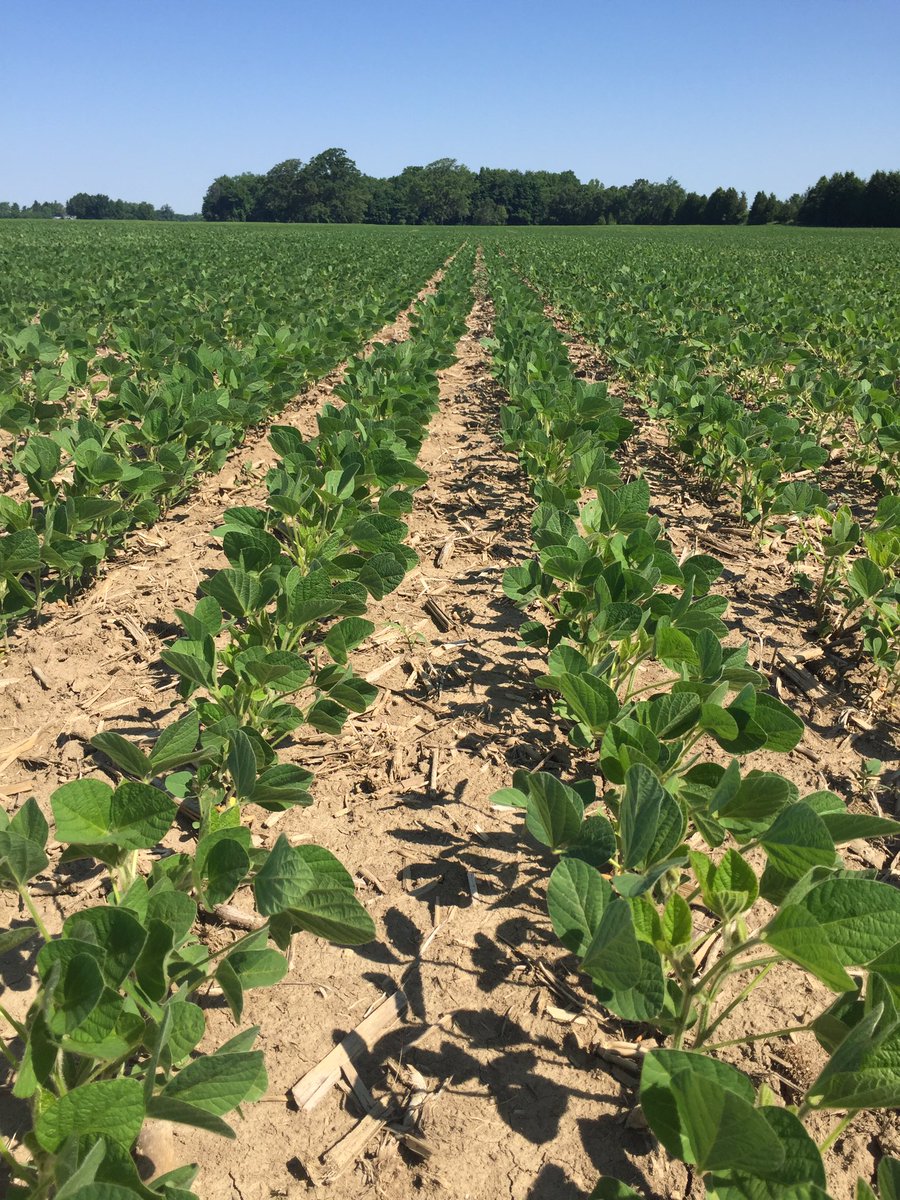 SeligaJohn's tweet photo. P24T05R loving the heat. @DuPontPioneer #neverstopgrowing https://t.co/2ys0lk15TM