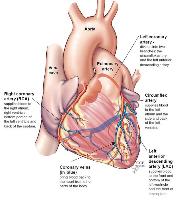 ClevelandClinic's tweet photo. Now you know. Here's what each part of the heart does. https://t.co/6iAiHNUBSV