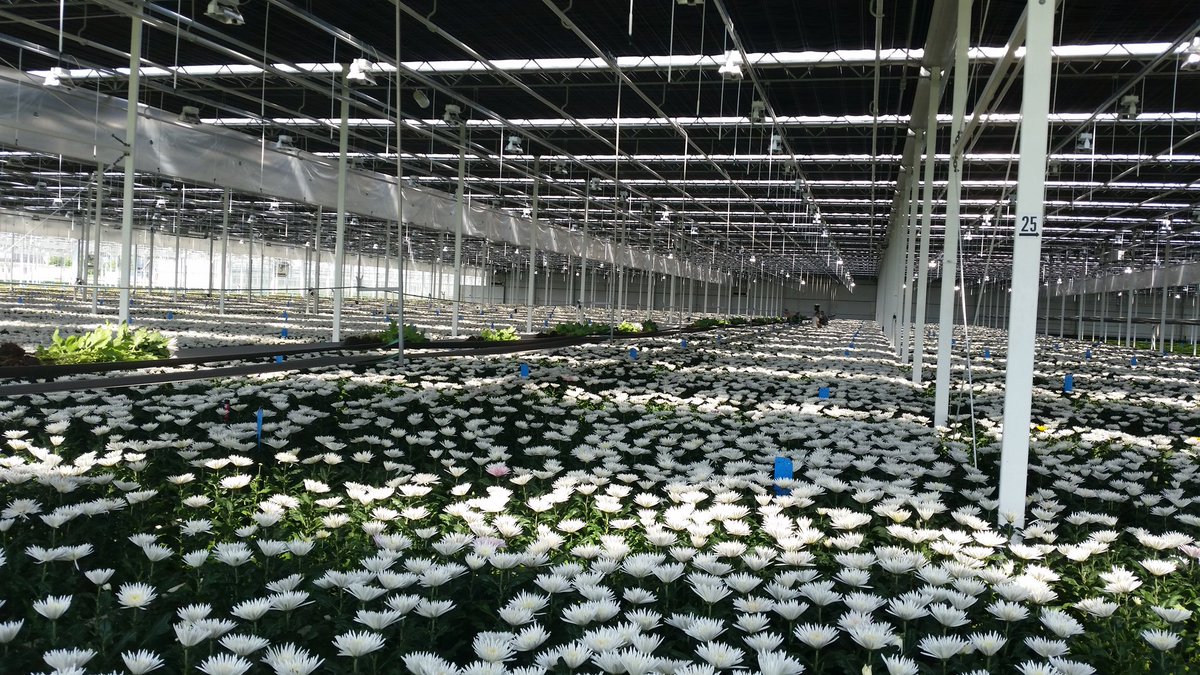 <a href="/arcadiachrysant/">Arcadia Chrysanten</a> Met voormalige leden van NTS Chrysanten commissie op bezoek bij Arcadia. Geweldig!