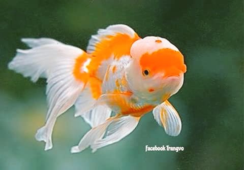KarthikKvr's tweet photo. Nice Fish Good night's https://t.co/oQpSFtv1yf