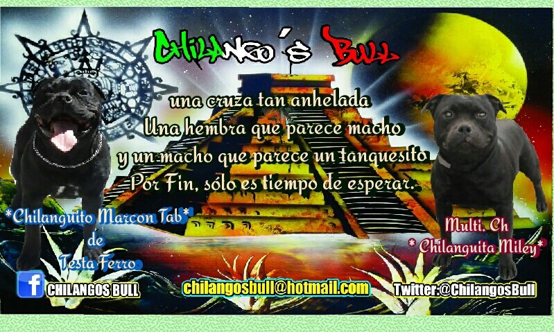 ChilangosBull's tweet photo. Una de las mejores razas que hay fuertes, imponentes, compactos, pero sobre todo auténticos perros niñeras https://t.co/6up4MURuXY
