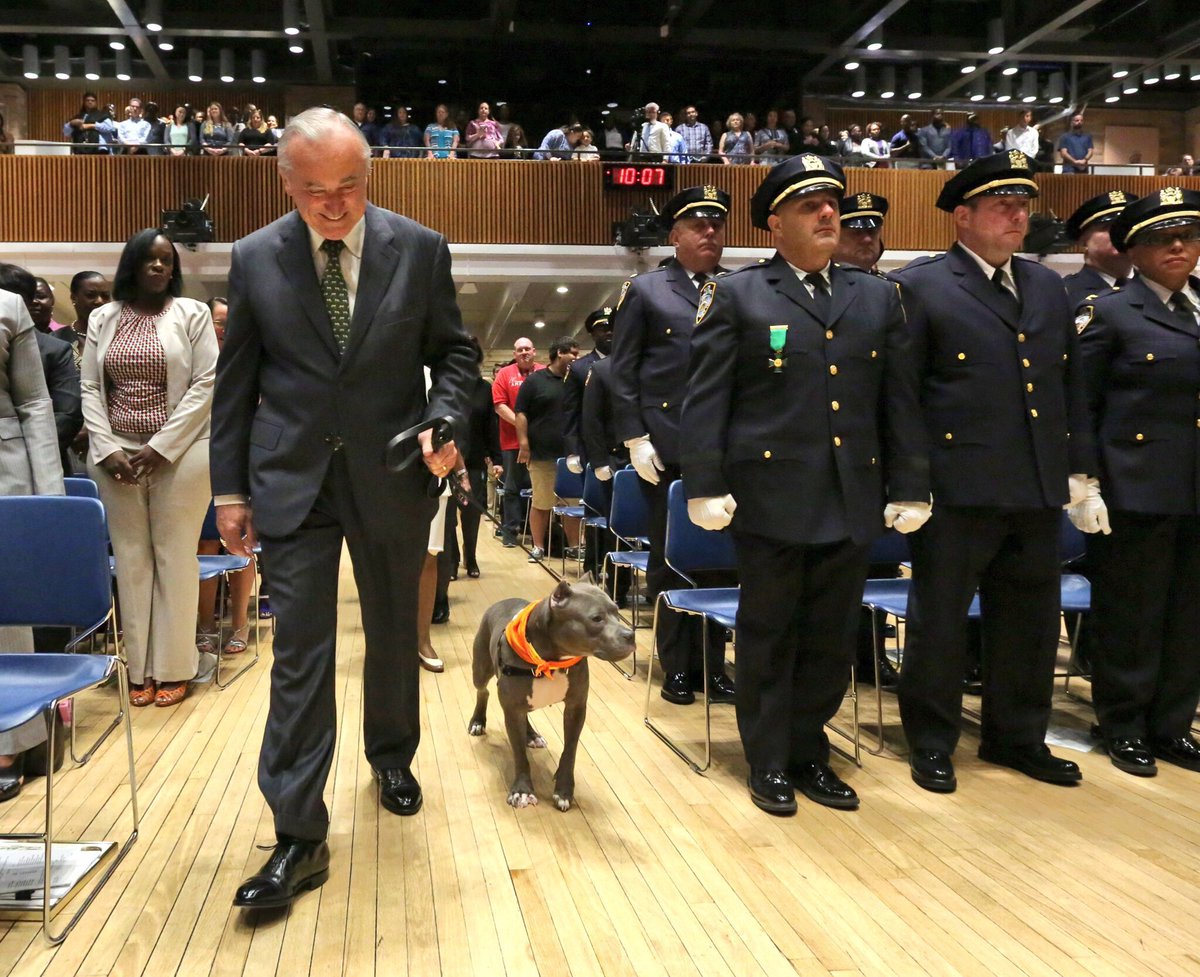 CommissBratton's tweet photo. A great start to the day as NYPD/@ASPCA Rescued Zaza joins me at our NYPD promotion ceremony. #TakeYourDogToWorkDay https://t.co/vFOTQC4lbU