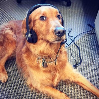 SQLStephP's tweet image. it&apos;s #NationalBringYourDogToWorkDay ..Ellie is loving the @PragmaticWorks team today!