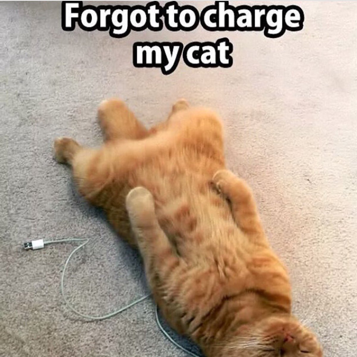 This isn't me but I thought my dad might think it was funny 😹😹 #catcharger #jacobscrate #catmeme