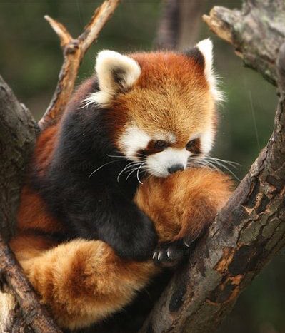 cuddly red panda