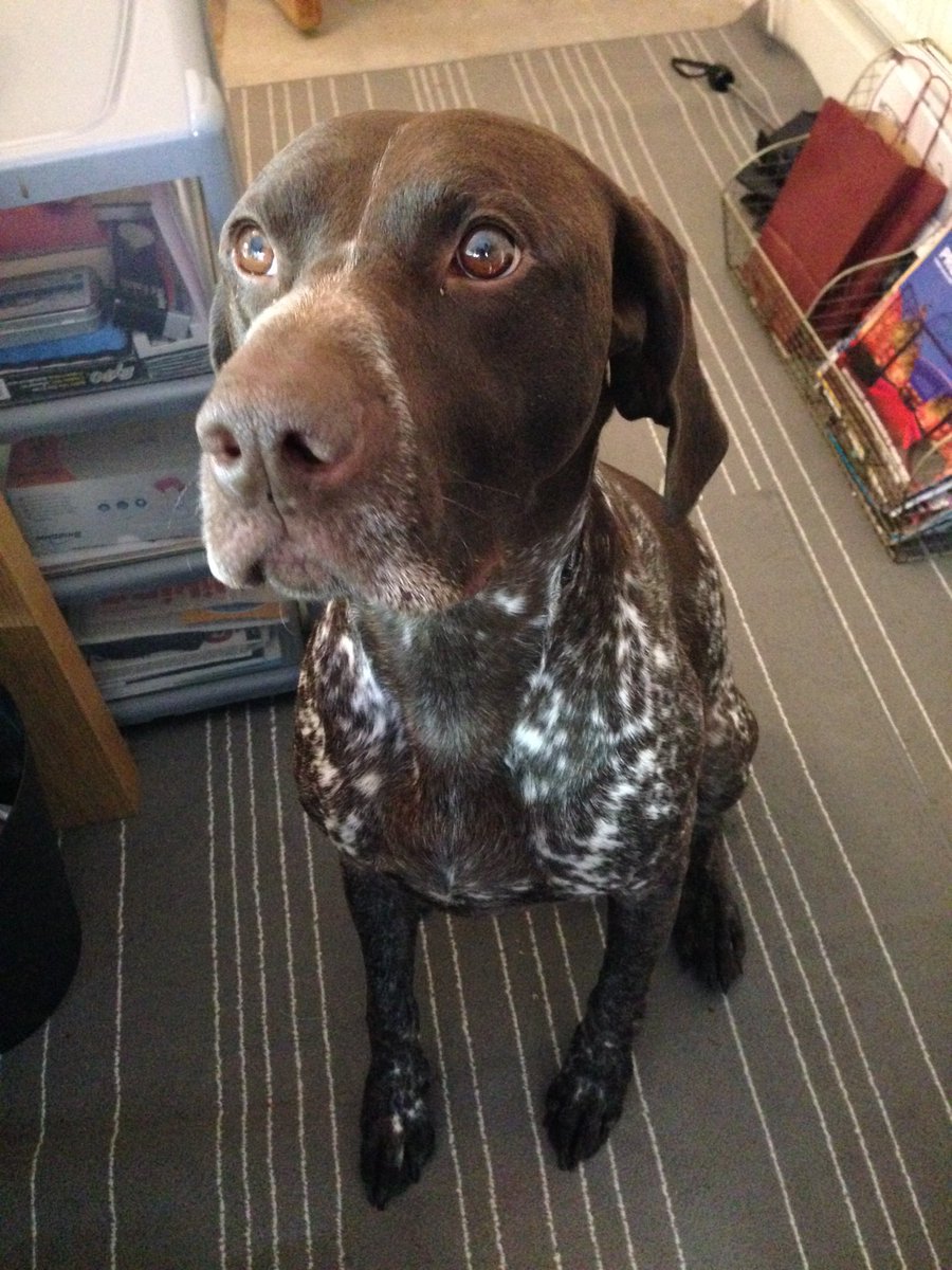 Top_Events_'s tweet photo. Red's helping out in the @TopVenues office today 🐶  #BringYourDogToWorkDay #VenueFinding #EventProfs #EventsIndustry https://t.co/tH0ghfkHOj