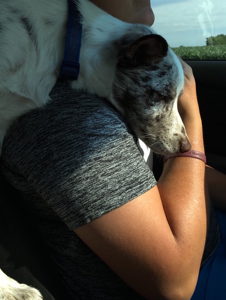 CoachFron20's tweet photo. Cutest travel buddy with @mneely20 and I #Alicemae #aussieblueheeler #lovethatsweetgirl 🐶❤️ https://t.co/5x2rnBKfX0