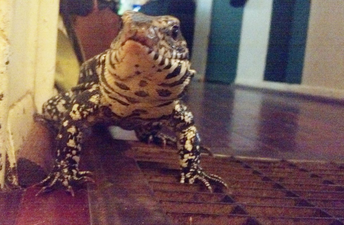 kendallshaw1993's tweet photo. π #columbiantegu #tegu #reptile #luzard #exoticpet #pet #reptilesoftwitter https://t.co/3d5ihaQYOF