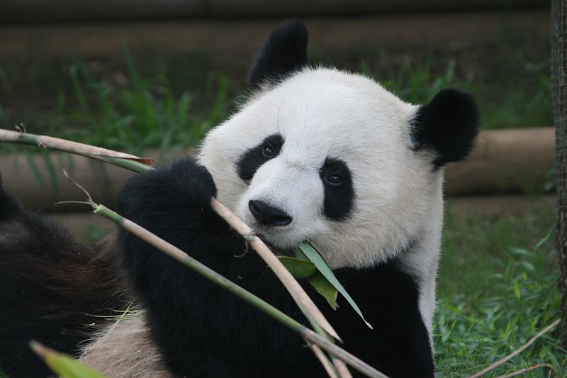 Включи где панда. Большая Панда. Панда фото. Информация о панде. Факты о пандах.