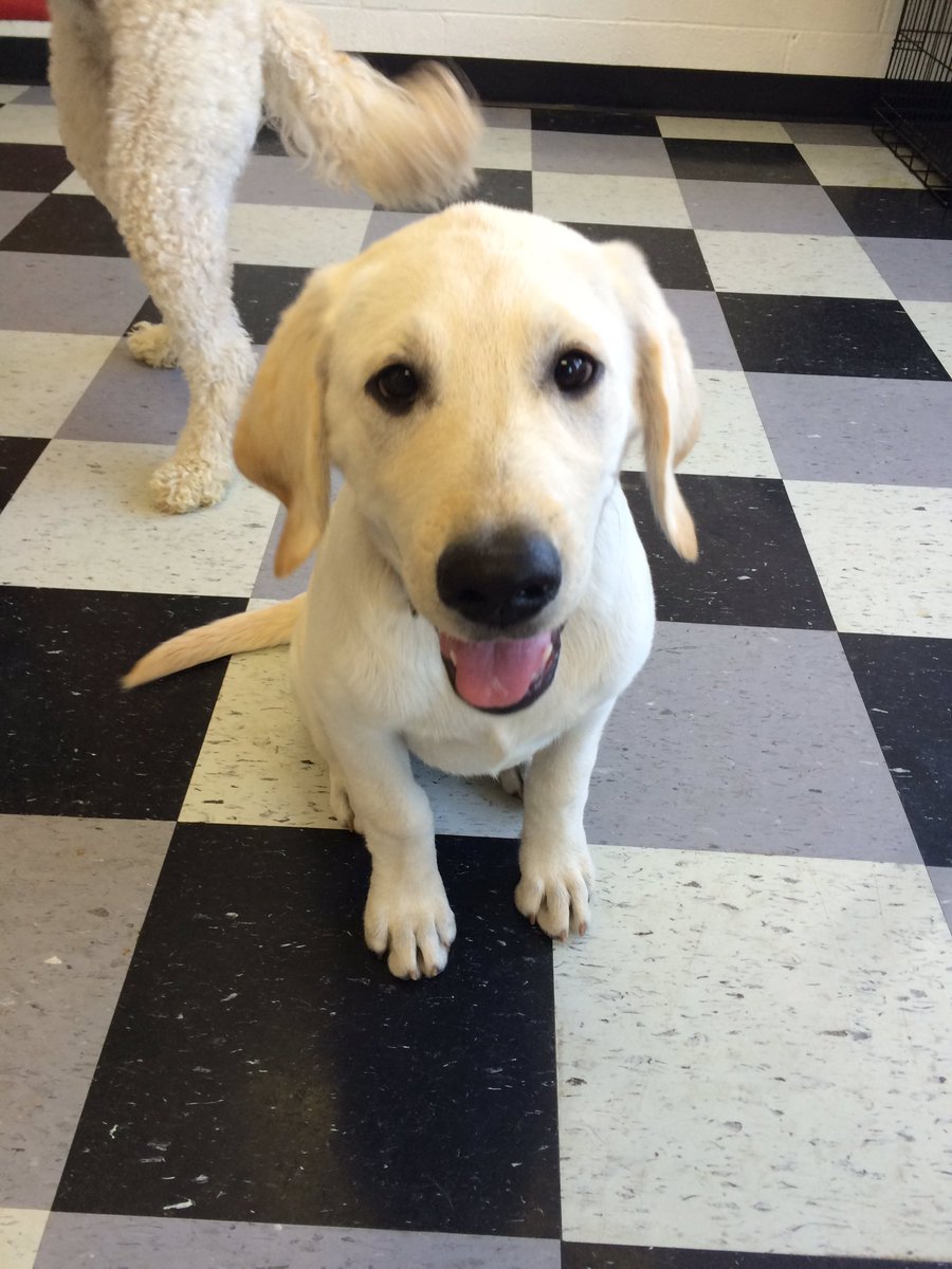 HappyDogsWloo's tweet image. Welcome Zeke!! #kipper