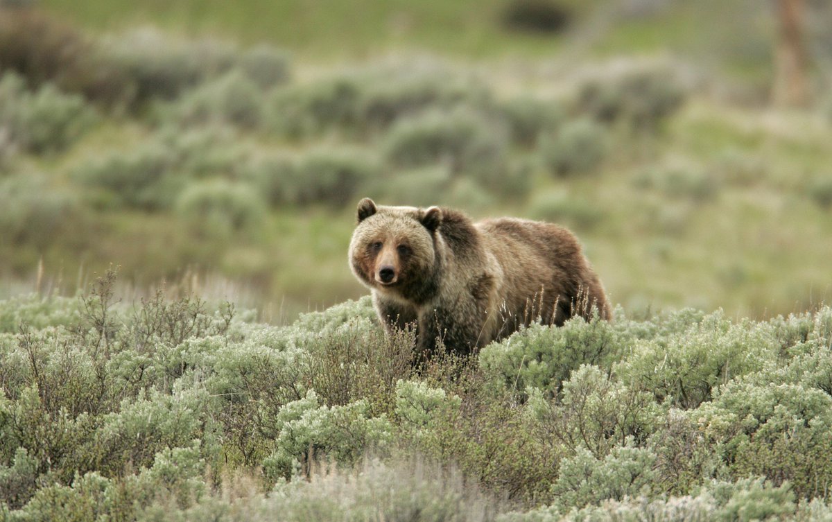Image result for yellowstone grizzly