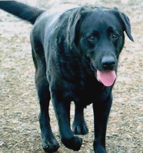 AllGoodDogFood's tweet photo. “When Harvey started #AllGoodDogFood, I immediately noticed dramatic changes” -Shari https://t.co/iXPkwVdi0u #DogsTO https://t.co/bWWvyvg6Wb