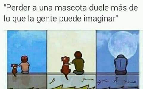 brallardmza's tweet photo. AMIGOS  POR FAVOR UNA AYUDA PARA ECONTRAR A  NUESTRA MASCOTA  EL FICO SI LO VES LLAMAME A MI CELULAR O AL FIJO https://t.co/Rp3PiBLUyn