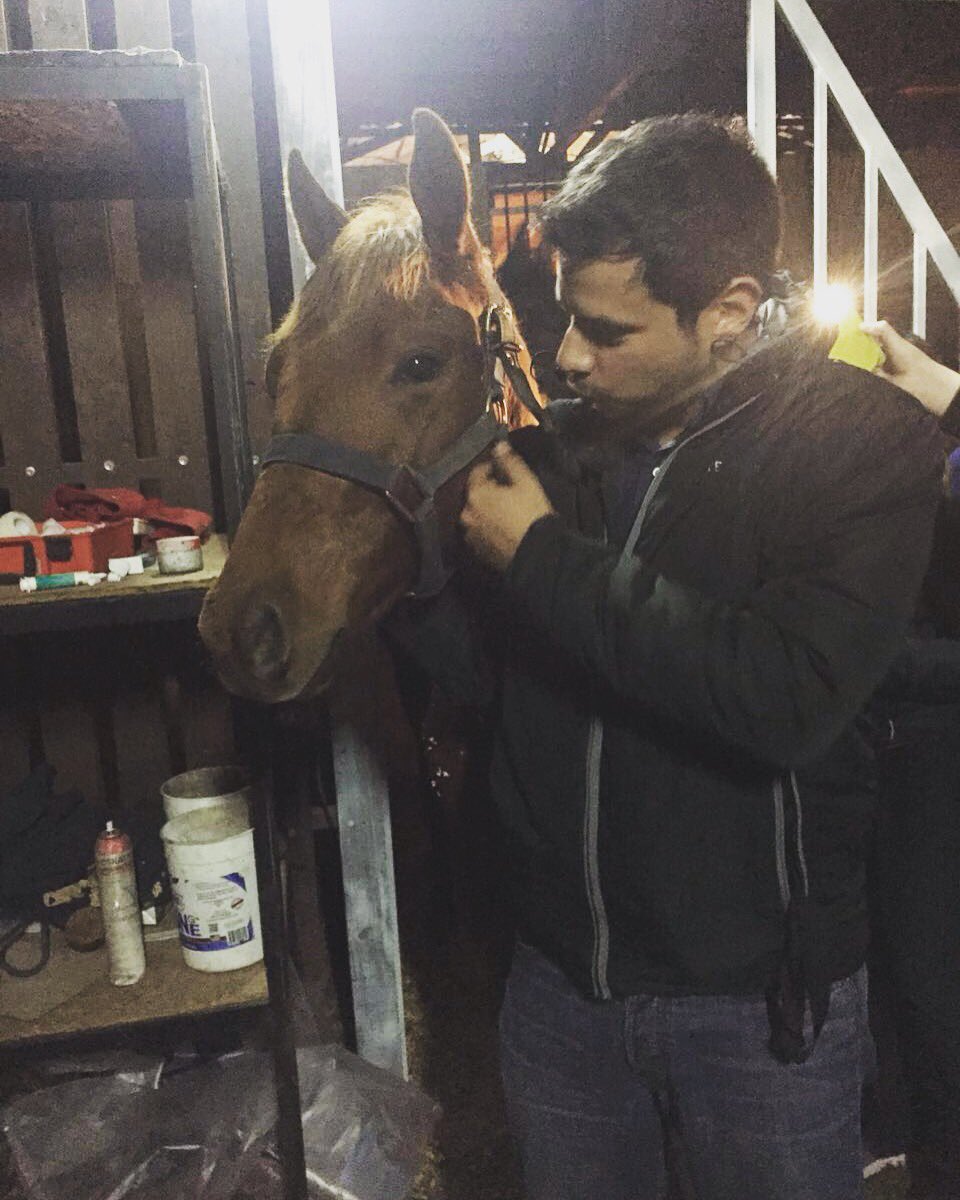 yoRooo's tweet image. Hermosos los potrillos 😍😍😍