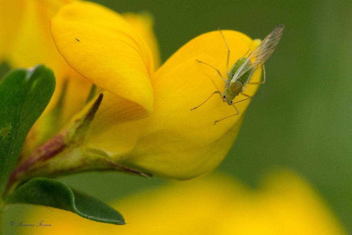 SonyFrance's tweet photo. L’infiniment petit puceron, capturé par Régis Parrens et son #A99V #macro https://t.co/KyIjBp26EF