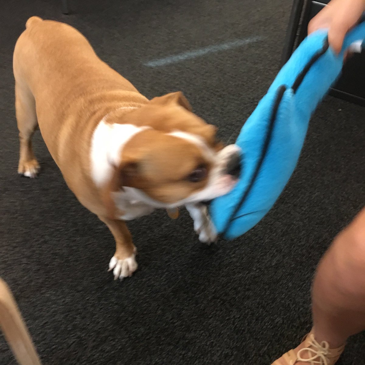 BoxedWholesale's tweet photo. Happy #TYDTWD! We ❤️ our #officepups! #lifeatboxed #takeyourdogtoworkday https://t.co/qdx2gxee0o