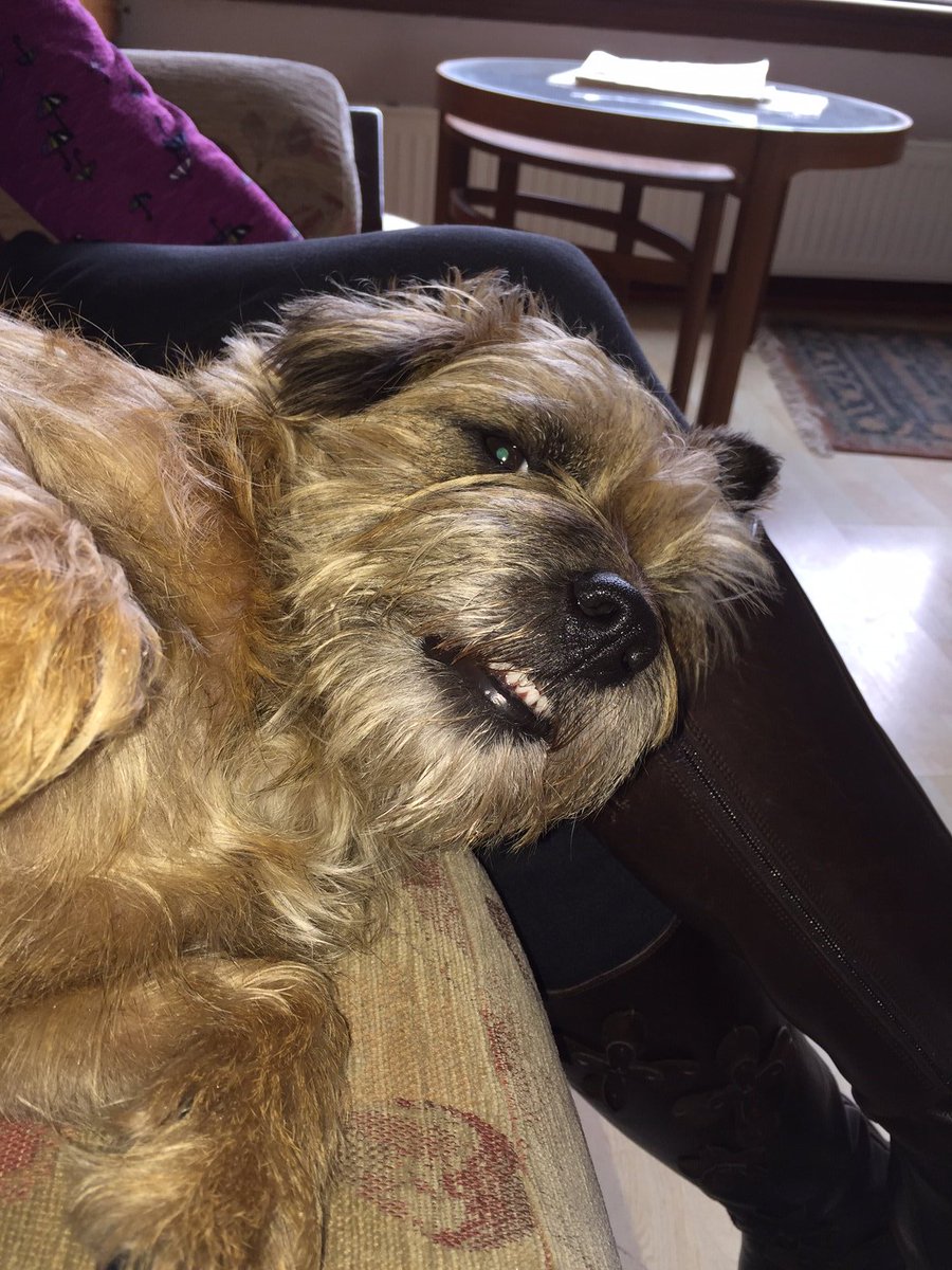 EckMurray1's tweet photo. @bodie4paws 
Kira thinks the same. https://t.co/zm522zWuAT