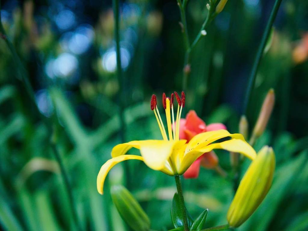 sapphiccoasters's tweet photo. A single yellow lily grew among the day lilies •
•
#flower #lily #olympus #pen #summilux #penf #bokeh #m43 #microfo… https://t.co/hjU8yEM1hp