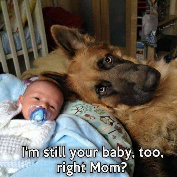 Dogloversin's tweet photo. Shared by https://t.co/BQoyIkLXMq to strengthen your bond with your Dog #mustlovedogs https://t.co/R5KIIP7IYR