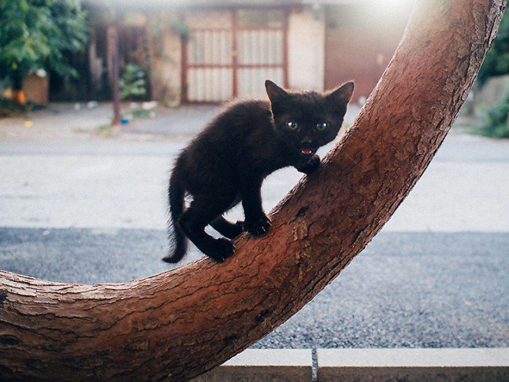 Mundo_Gatos's tweet photo. Fotografías bonitas de gatos callejeros - https://t.co/AJDgFcCNG6 https://t.co/AWkOh0jLUr