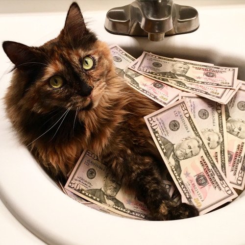 purrivilege's tweet image. you weren't supposed to be home yet