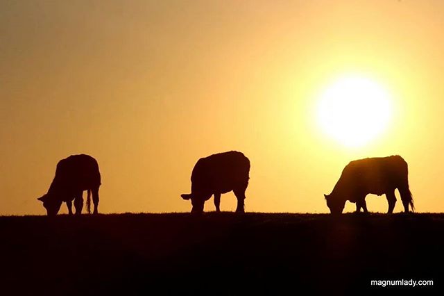 Env_Pillar's tweet photo. Discover some of the great pictures of the 2016 #BidiWeek photo competition smartphone snapper shortlist. https://t.co/NETkXYC6fR