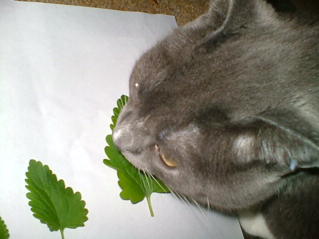 CrackForKitty's tweet image. Celebrate #catworlddominationday with some #catnip from #CrackForKitty!!