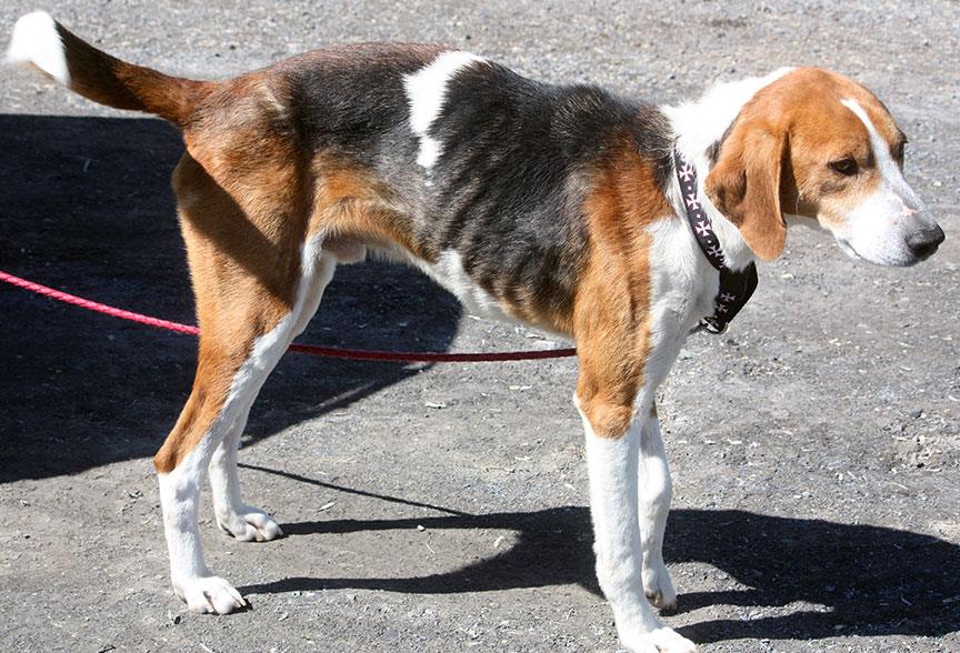 TarnishedTrove's tweet photo. Please Help  these beautiful DOGS that have HEARTWORM DISEASE @zoojourneys @Localawareness https://t.co/Ns9JRSZzuJ https://t.co/5ksEMcyRYp