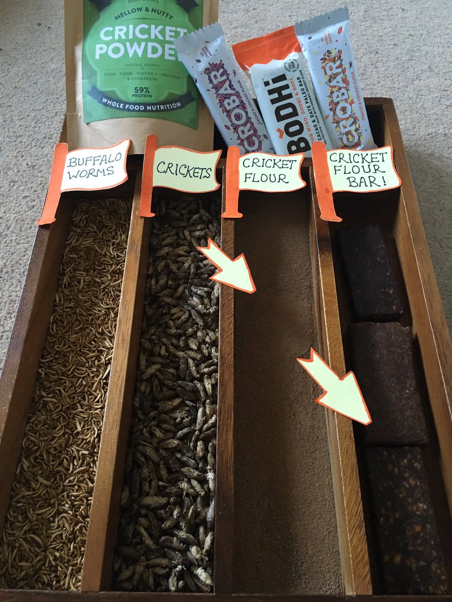 EatingOurGrubs's tweet photo. Insects from production to packaging ! Learn more @OxSciFest ! @mophagy @bodhiprotein @GathrFoods @brookesBS ! https://t.co/En66tSQetu