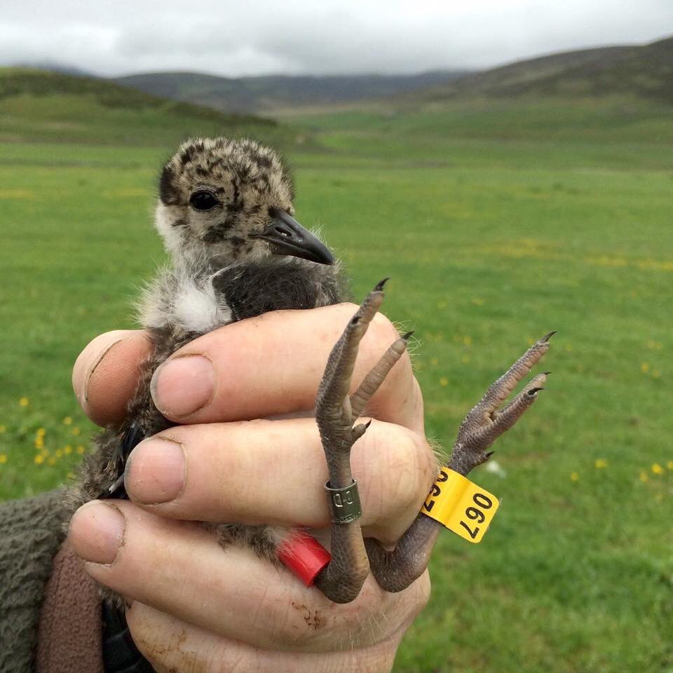 gmg_uk's tweet photo. #wader #ringing #gairnshiel #micras #invercauld #gmg photo credit #headkeeper Hans https://t.co/mtrluRQ3rB