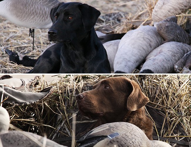 Today is #TakeYourDogToWorkDay! Did your best friend tag along today?