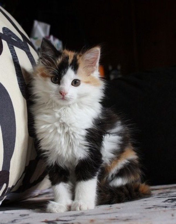 FullCatHouse's tweet photo. What a beautiful calico kitty... https://t.co/0tC2Cwf8yu