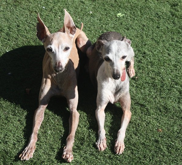 How important is exercise for your senior dog? ow.ly/aMT9301Asp5 #dogsoftwitter