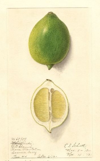 BlackTreeBK's tweet photo. True or false: Lime is alcohol's best friend. https://t.co/KPbS2d3raj
