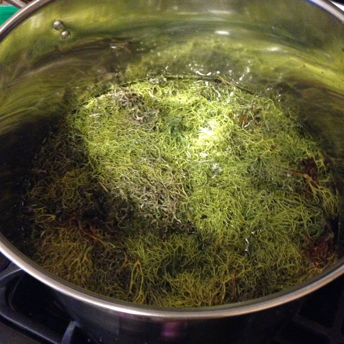EverCrafting's tweet image. Nothing like the woodsy smell of lichens simmering in a big dyepot. #naturaldyeing
