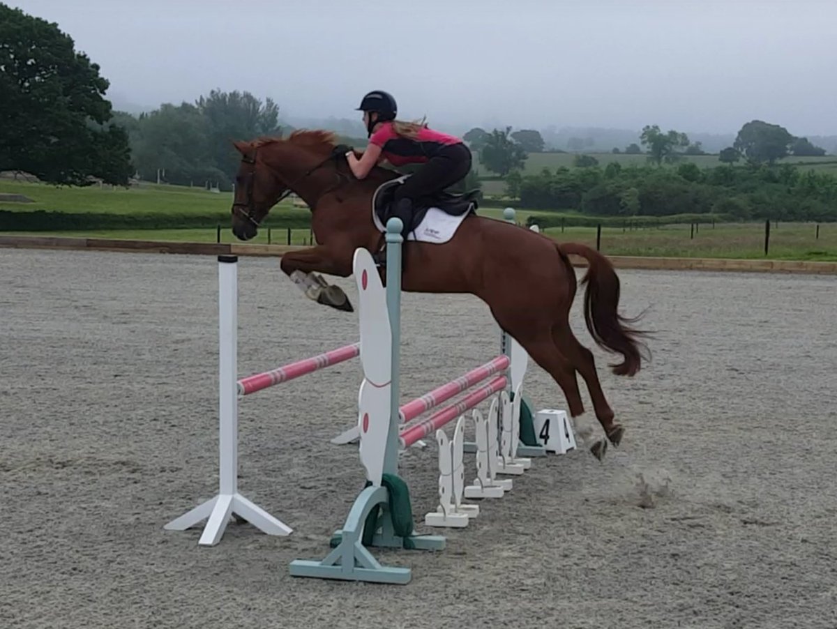 *FORSALE* 'Coolrock Boomerang' 16.1h 8yo Super horse for confident ambitious amateur to produce further. £6,500