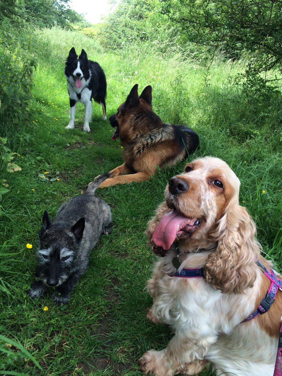 ActiveAnimals tweet picture