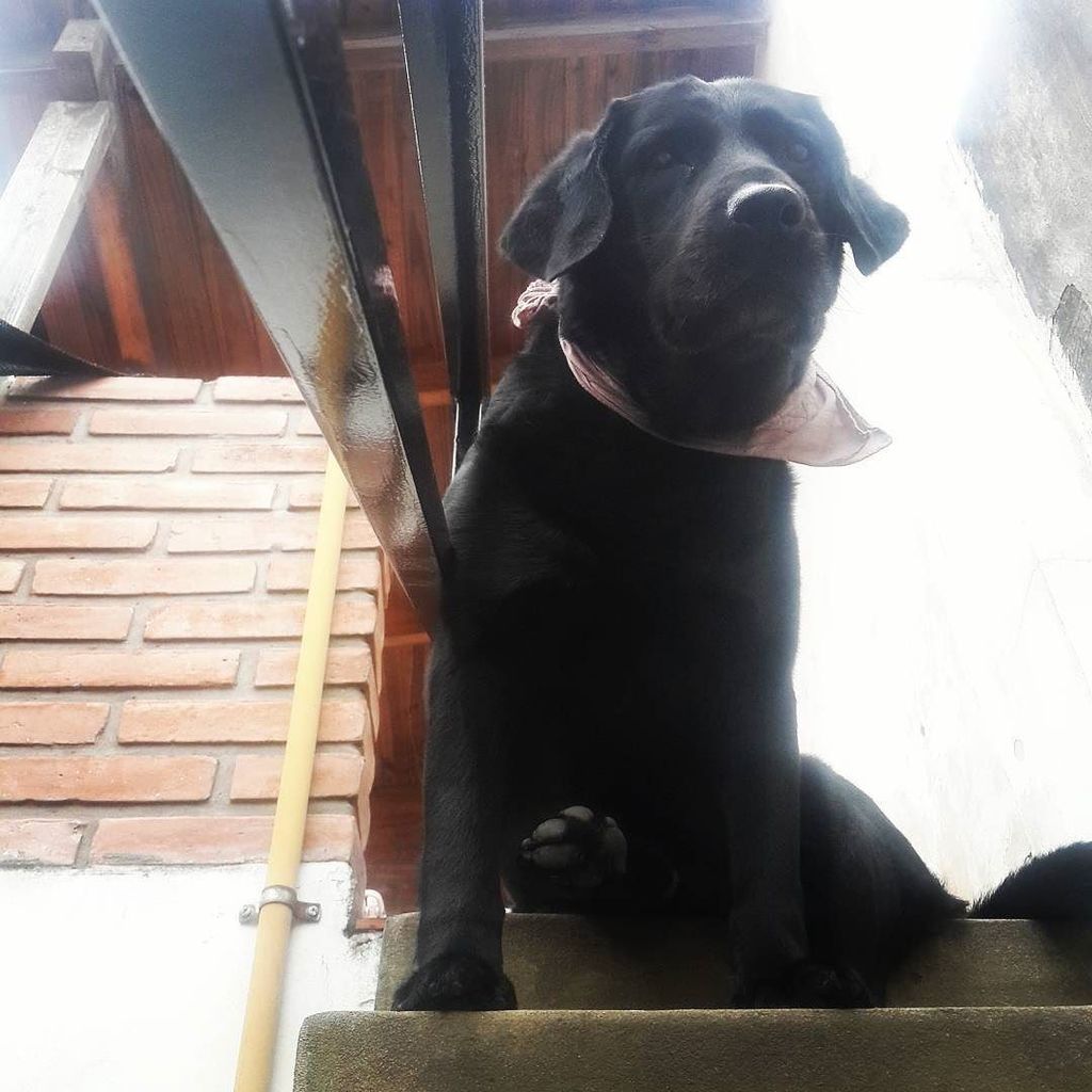 Martin_bcn_'s tweet photo. Ummi #instadog #dogsofinstagram #perro 🐶 🐩 🐕 #perros #dogs #DogsFun #DogsSleep #Puppy #Ilo… https://t.co/o9QdQLIURE https://t.co/6rrNk6sHyk