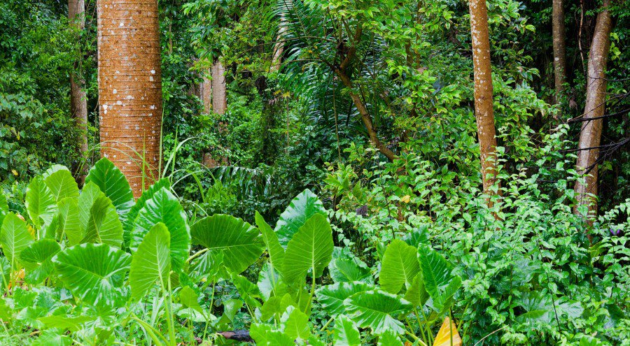 El domingo conmemoramos el día de los #BosquesTropicales. Conoce 5 puntos clave sobre ellos: goo.gl/HcpNyy