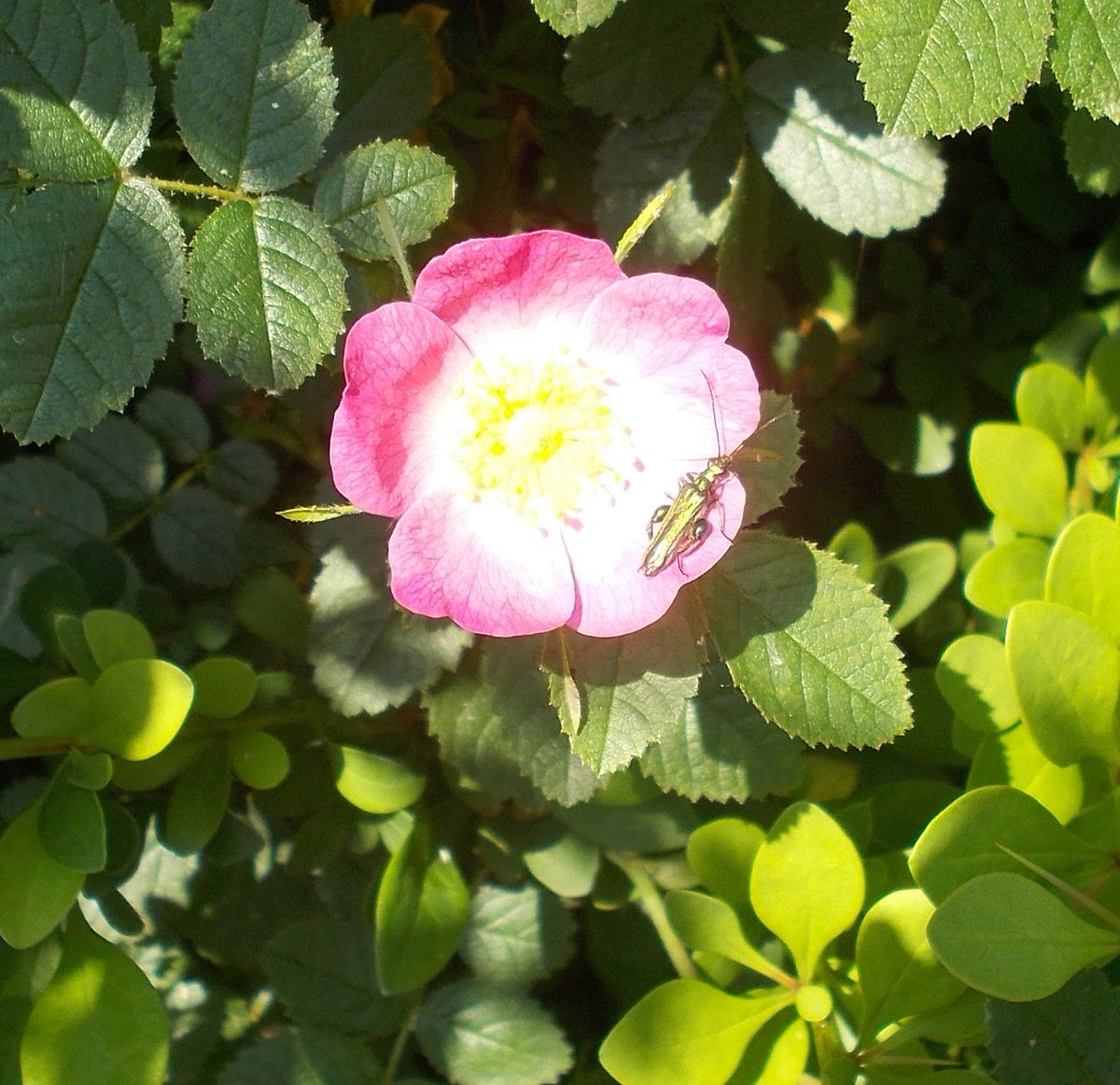 lorraine171260's tweet photo. Thick legged flower beetle on rose in #brunswickpark #southwark https://t.co/wEt3iUMpqY