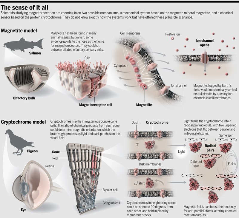 acuadra's tweet image. How #magnetoreception works in nature. Awesome graphic by @cbickel27 in @NewsfromScience