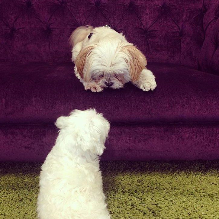 ciatelondon's tweet photo. Team Ciaté pooches at HQ today 🐶🎀#takeyourdogtoworkday #prettyfunfearless #ciate #ciateHQ … https://t.co/0U35HygGxS https://t.co/7HsXa5TSDS