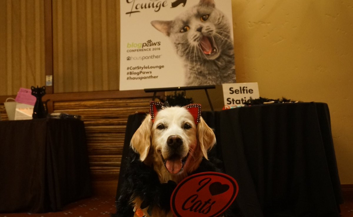GoldenWoofs's tweet photo. SUGAR loves #cats πΊ #blogpaws #catstylelounge #hauspanther πΊ https://t.co/qFYR7PBdmf
