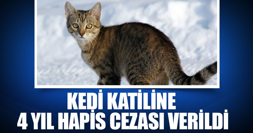 sabah's tweet photo. Kedi katiline 4 yıl hapis cezası https://t.co/rLZBjPbdiv https://t.co/EuebrtNWU0