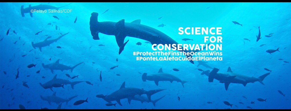 DarwinFound's tweet photo. #ProtectTheFinsTheOceanWins #Galapagos https://t.co/d60pj10QOW