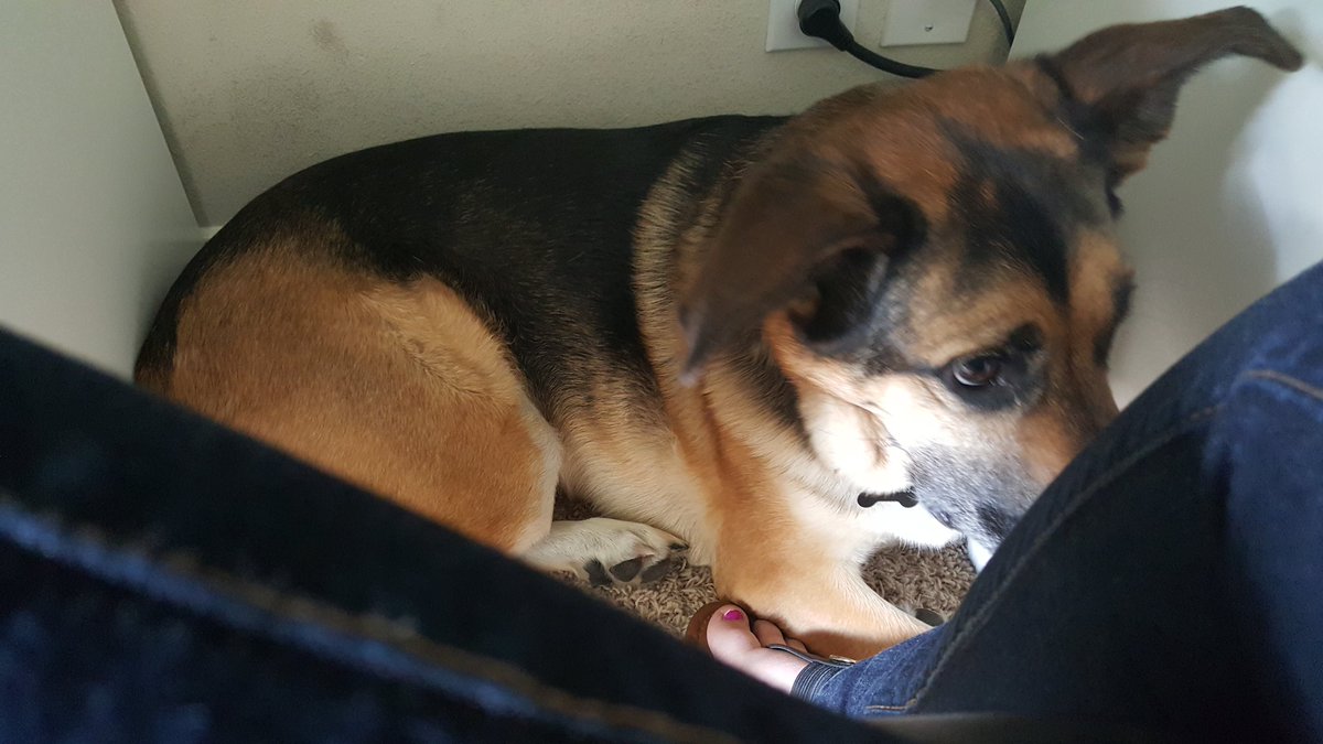 darlingengineer's tweet image. My #TakeYourDogToWorkDay buddy. Since I can't take her into the office, working from home. #germanshepard #codebuddy