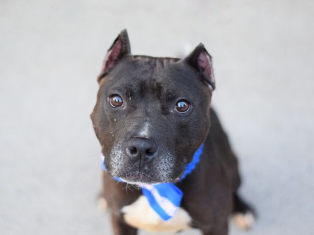 UrgentPart2's tweet image. APOLLO  - A1077985 - TO BE DESTROYED 06/25/16 Another owner surrender do to moving to ...
nycdogs.urgentpodr.org/2016/06/apollo…