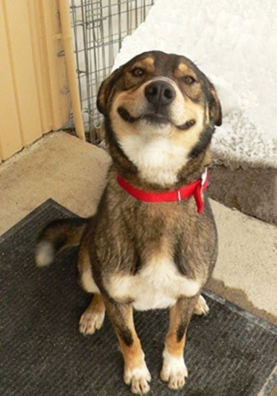 adoptaupa's tweet photo. 5. Su macho castrado se comportará de mejor manera. 
Perros y gatos castrados enfocan su atención en sus familias. https://t.co/5ewN7FknCw