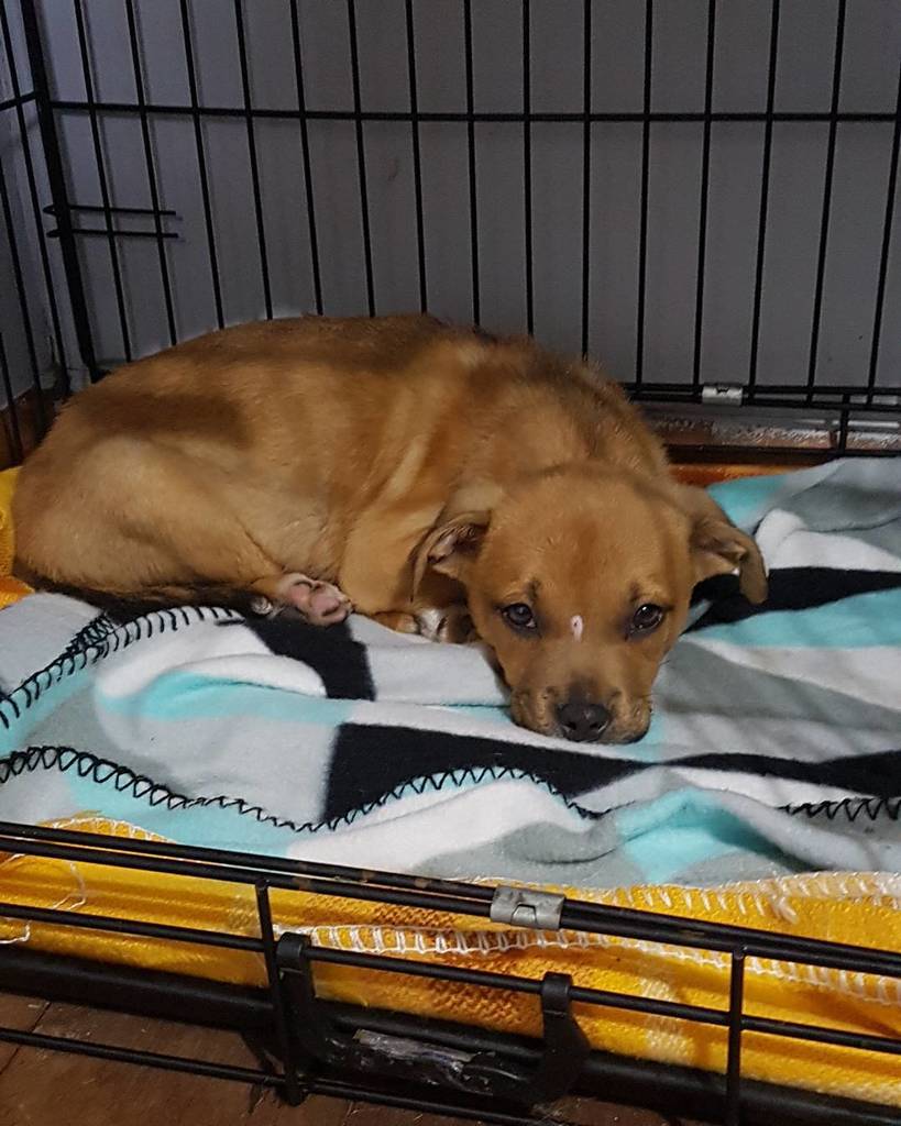 dcrescuedogs's tweet photo. #weekendsleepin
#adoptadog #rescuepup #puppies #needsahome #cute #dogrescue #dogsofinstagโฆ https://t.co/XqHSM6iXd2 https://t.co/GoUK7Cr9SA