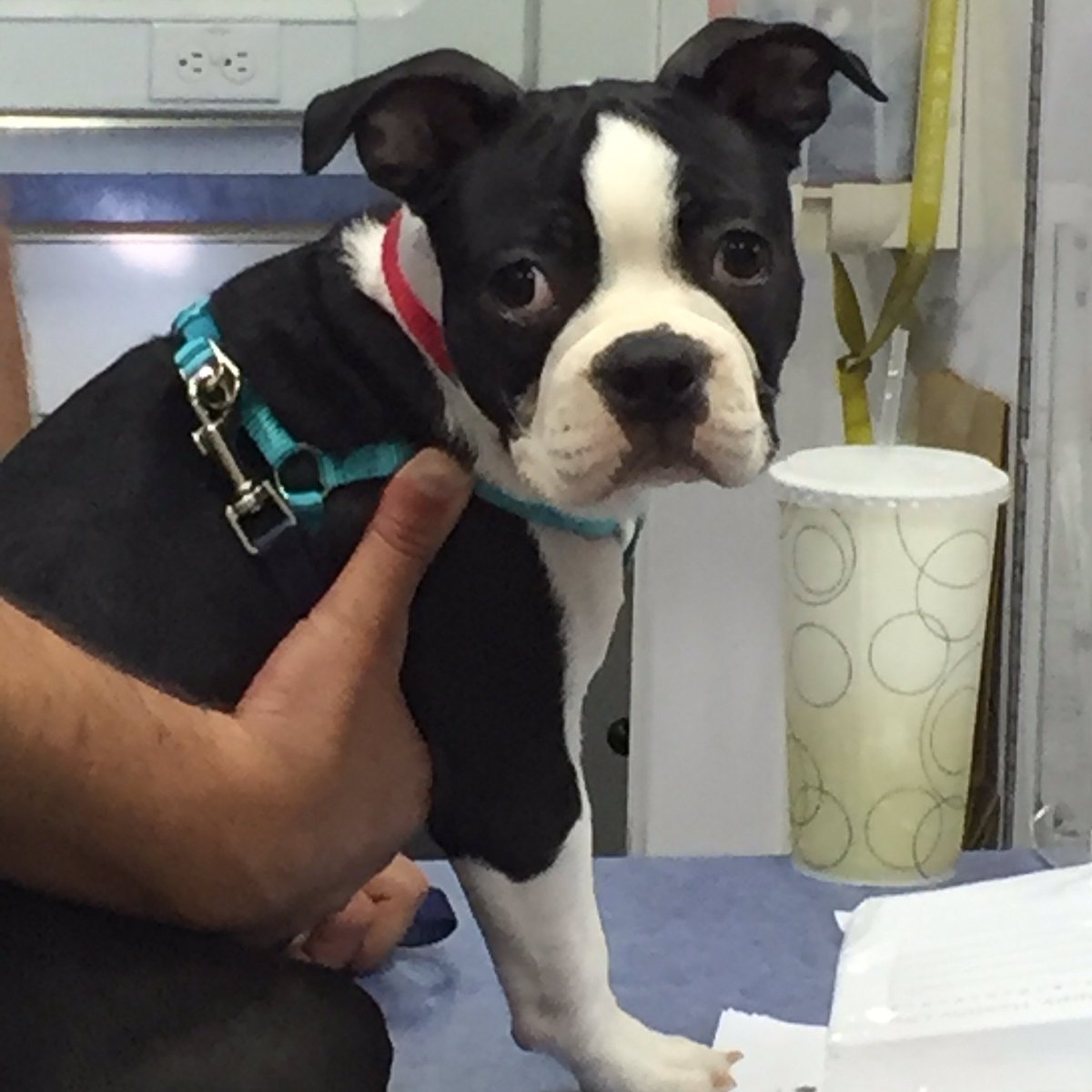 RascalUnit's tweet photo. Last patient of the day is so cute 😍 Gotta love a Boston puppy ❤️ #puppy #BostonTerrier #DogSpaw https://t.co/0LXNay0eWp